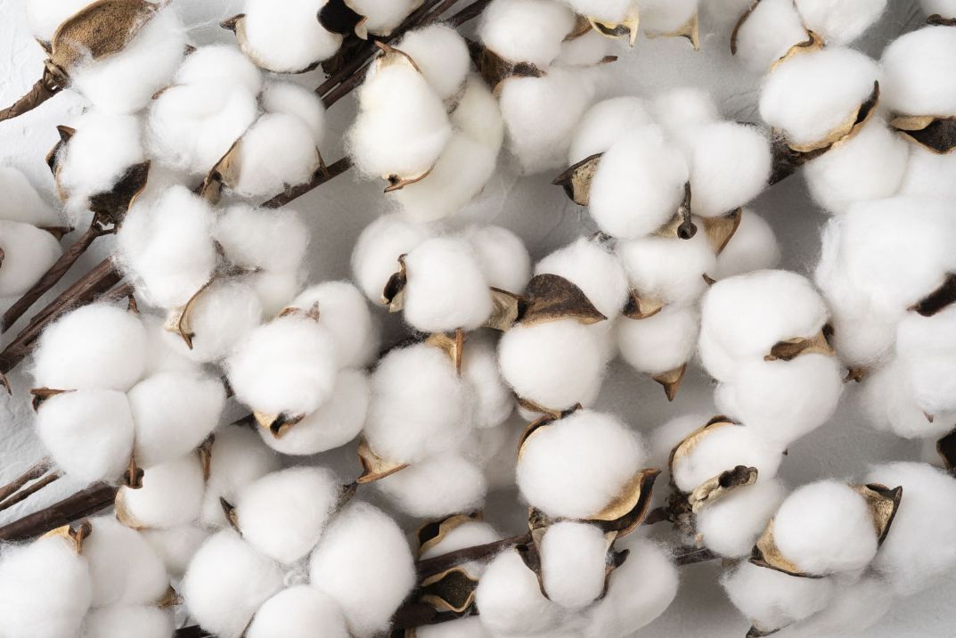 Triple Digit Strength in Cotton Market