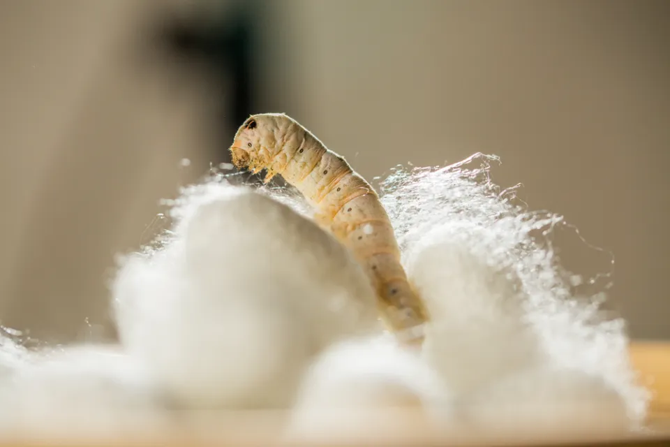 Silk-Making Is an Ancient Practice That Presents an Ethical Dilemma |  Discover Magazine