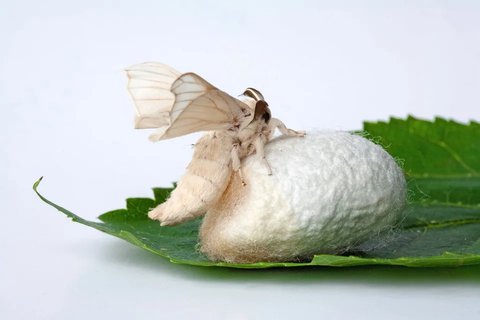 Where Does Mulberry Silk Come From? the History of Mulberry Silk