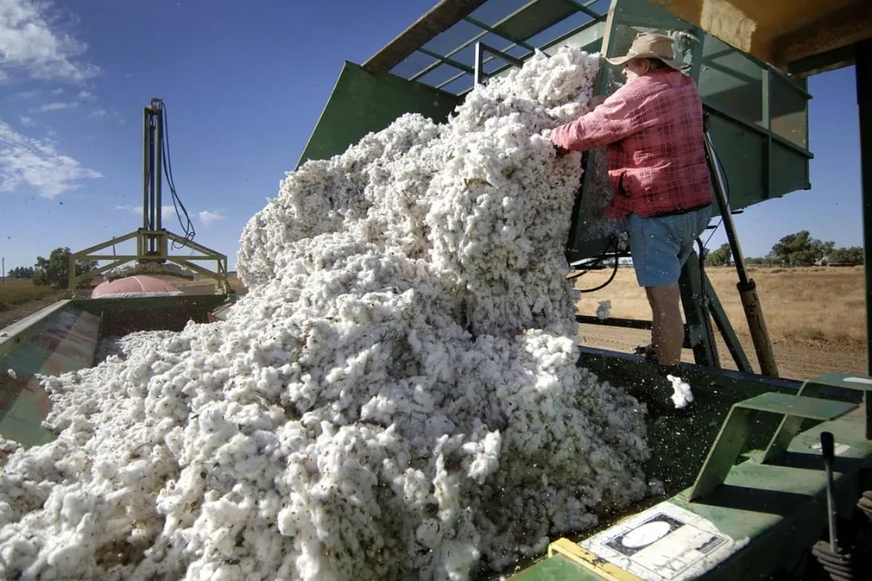Australian Cotton Clears Chinese Customs on Bets Sanctions Will End