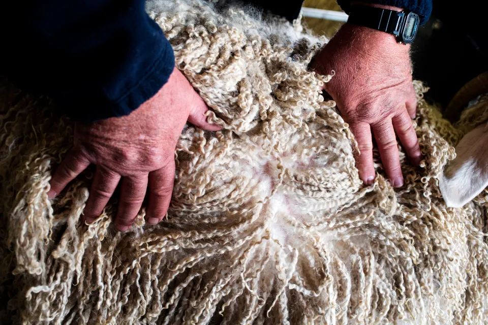 Is Mohair Ethical? Things to Know