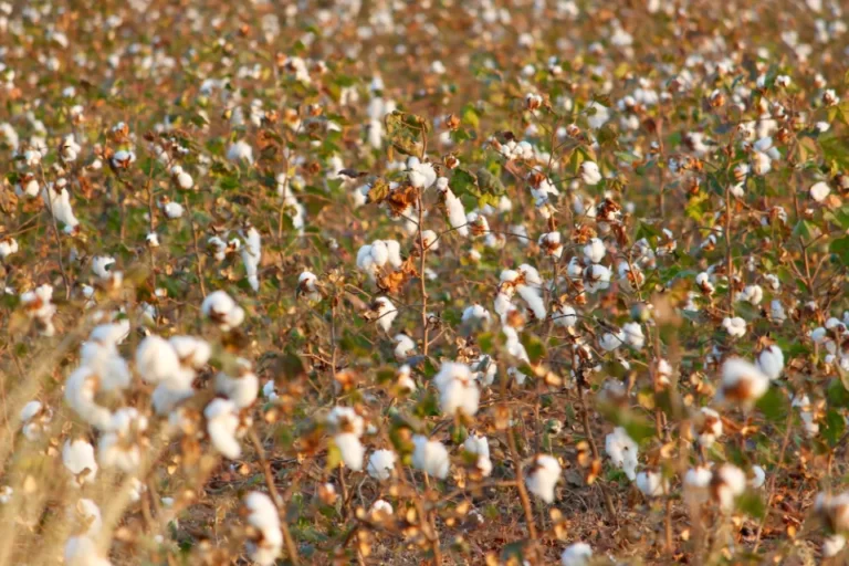 Levi Strauss to Source Organic Cotton Directly from Farmers