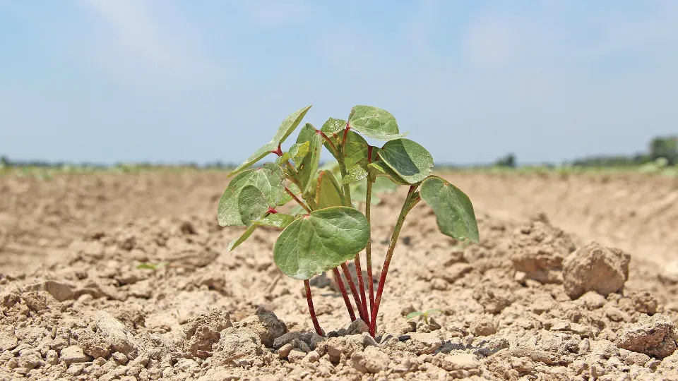 U.S. Cotton Growers to Plant Less in 2023
