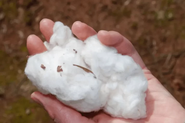 Pima Cotton Vs Cotton: What are the Differences?