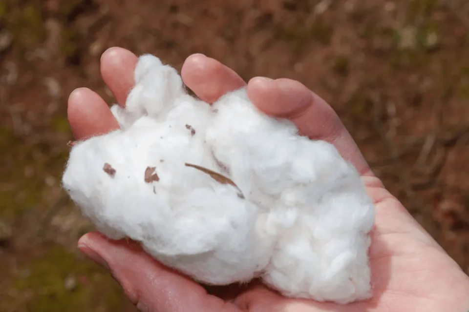 What is Pima Cotton Vs Cotton? Differences