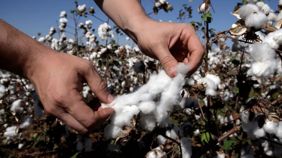 Egyptian Cotton: Here's What You Need to Know