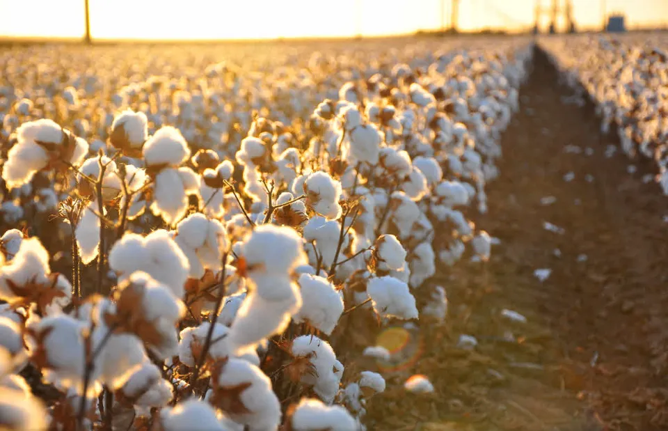 Egyptian Cotton: Here's What You Need to Know