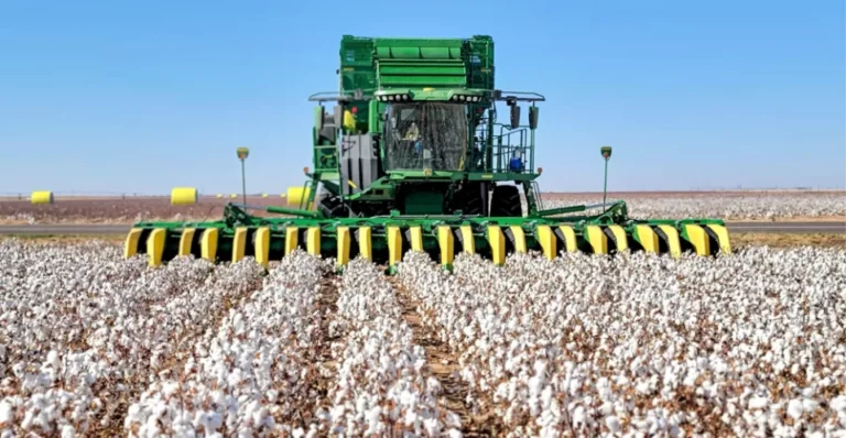Extended Downside for Cotton Market