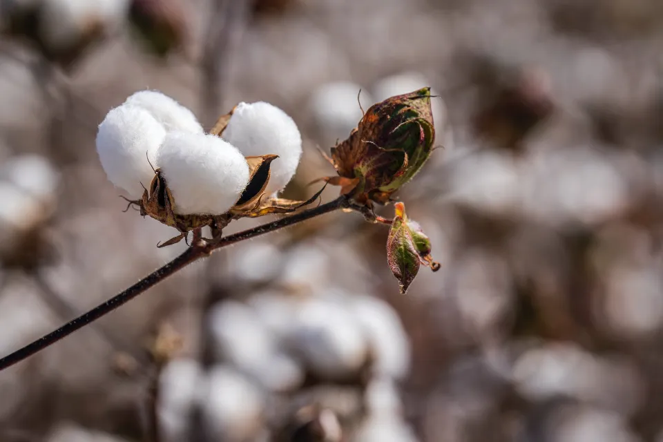 Supima Vs Egyptian Cotton: What Are the Differences?