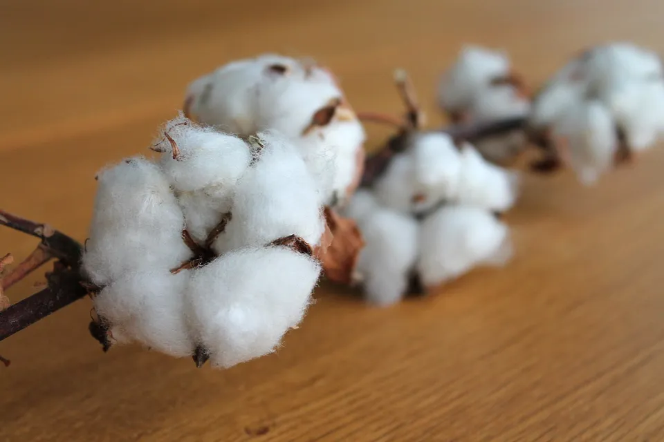 Does Cotton Stretch? Ways to Stretch Cotton