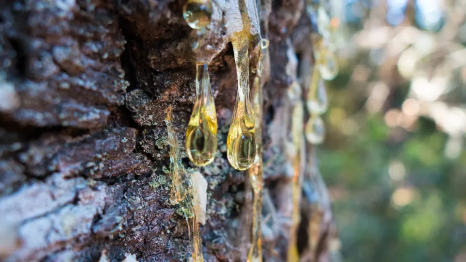 How Can I Get Tree Sap Out Of Clothes?