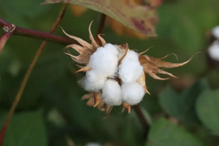 How is Cotton Made? the Process