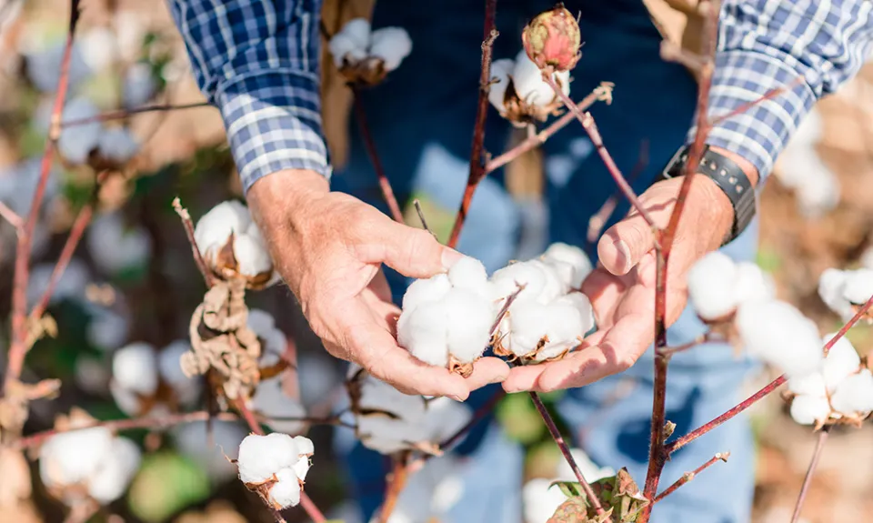 Is Cotton Biodegradable? Biodegradability of Cotton