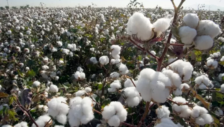 Where is Pima Cotton Grown? the Origin of Pima Cotton
