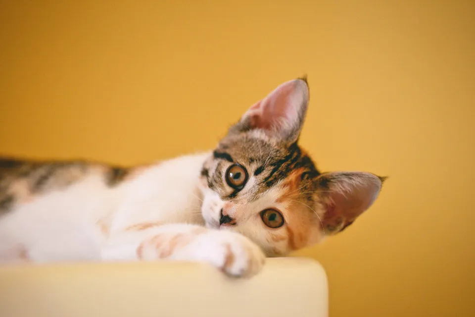 Are Velvet Couches Good for Cats? Is Velvet Cat-friendly?