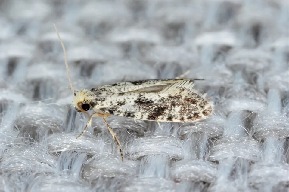 Do Moths Eat Cashmere? Moth Proof Your Cashmere