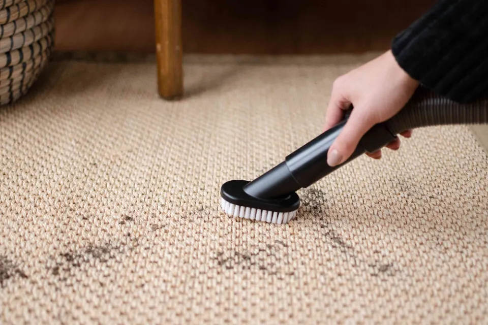 How to Clean a Jute Rug Dog Pee? Detailed Steps