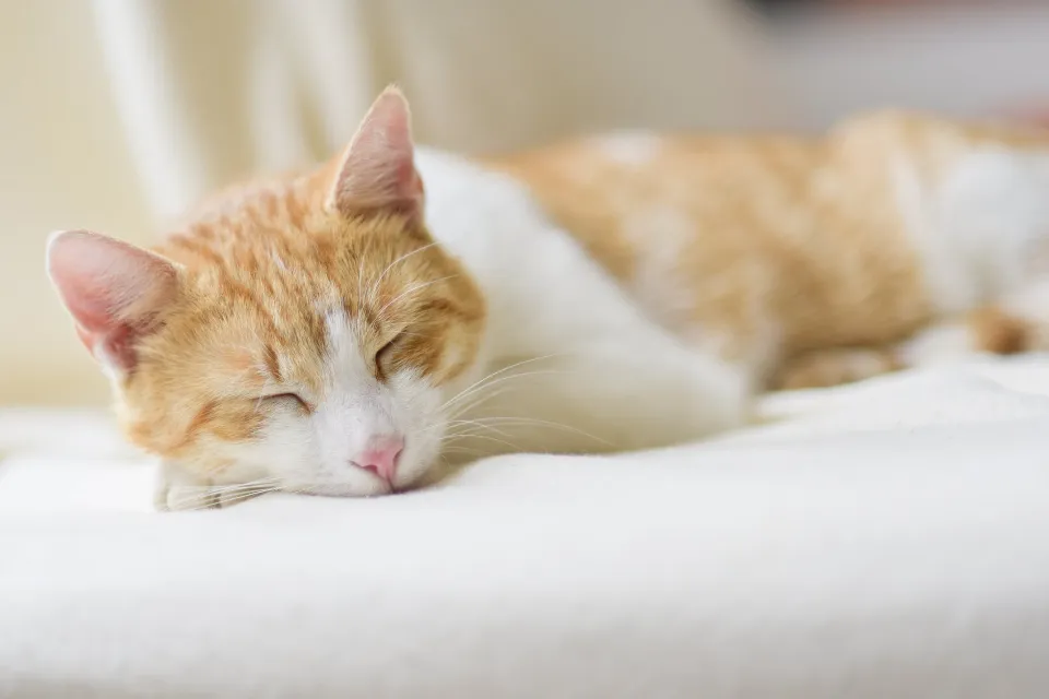 How to Remove Pet Hair from Bedding Sets? 10 Easy Methods