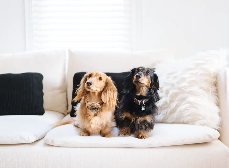 6 Best Pet-Friendly Fabrics to Buy for Pet Owners