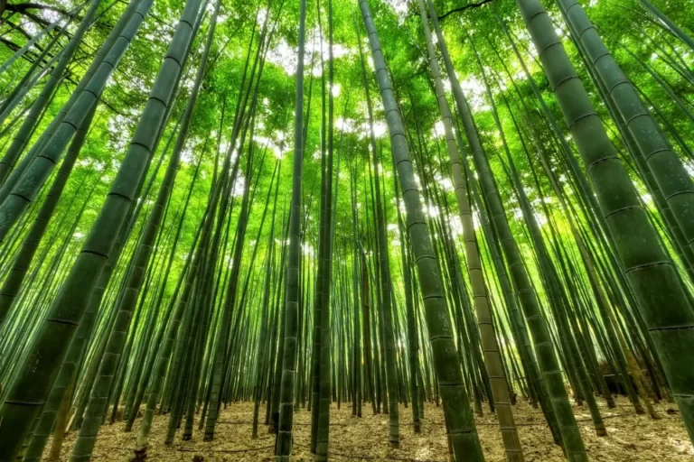Does Bamboo Fabric Shrink? Avoid Bamboo Shrinkage
