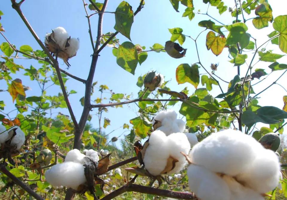 GOTS to Monitor Organic Cotton from Space
