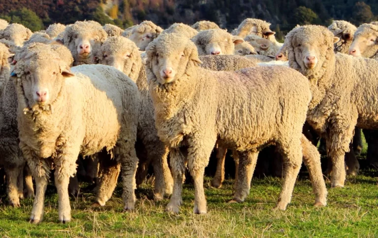 How is Merino Wool Made? the Manufacturing Process