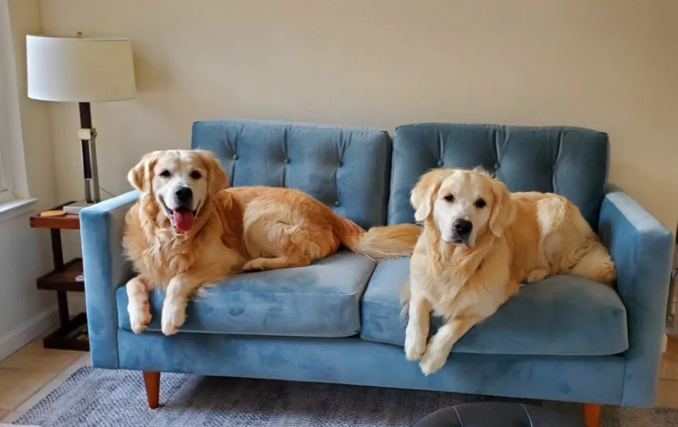 How to Get Dog Hair Off a Couch? 10 Quick & Easy Ways