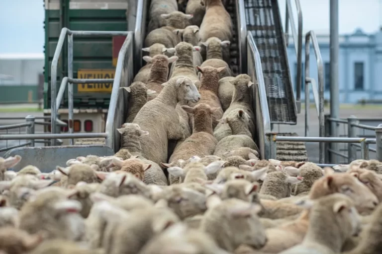 Is Merino Wool Ethical? Is It Cruelty-Free?